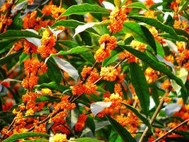 狀元紅丹桂 狀元紅丹桂