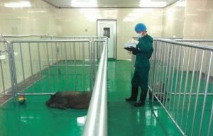 8月18日，寧鄉縣金洲新區，中南大學異種移植供體培育中心，技術人員在對醫用供體豬進行觀察和培育。記者郭立亮 攝