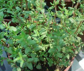 短毛百里香 短毛百里香