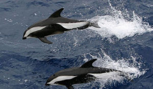 間紋斑紋海豚 間紋斑紋海豚