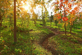 鹽都大馬溝生態公園