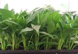 維克白掌 維克白掌