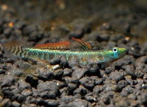 黑鰭緣硬皮蝦虎 黑鰭緣硬皮蝦虎