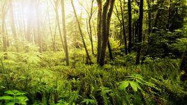 群落功能 群落功能