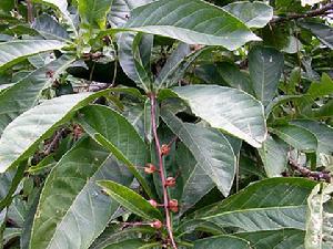 穗花棋盤腳樹 穗花棋盤腳樹