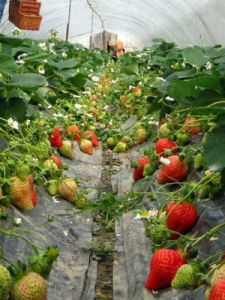 草莓園 草莓園