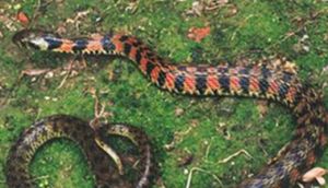 緬甸頸槽蛇 緬甸頸槽蛇