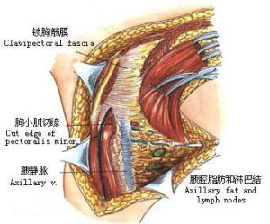 鎖胸筋膜 鎖胸筋膜