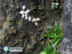 高山粉條兒菜 高山粉條兒菜