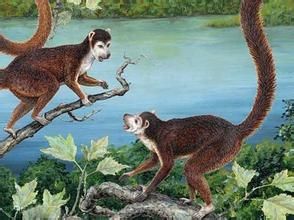 穴居似兔猴 穴居似兔猴