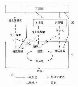 偶發代謝 偶發代謝