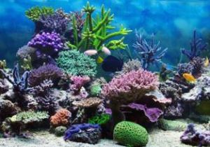 帕帕哈瑙莫夸基亞國家海洋保護區 帕帕哈瑙莫夸基亞國家海洋保護區