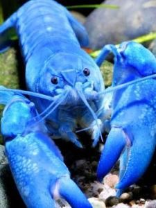 藍魔蝦
