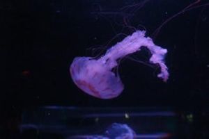 紫海刺水母 紫海刺水母