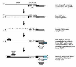 cDNA文庫 cDNA文庫