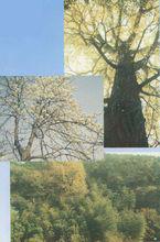 300年古銀古　金谷木蓮　會聖翠竹