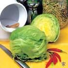 結球萵苣 結球萵苣