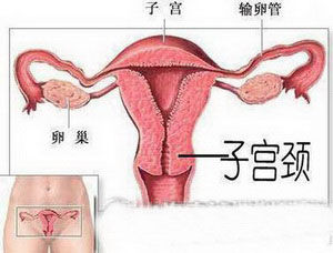 子宮壁