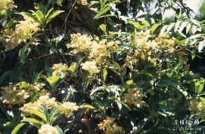 大枝繡球 大枝繡球