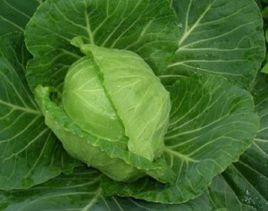 中甘11號 中甘11號