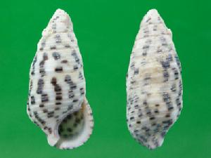 疙瘩蟹守螺 疙瘩蟹守螺