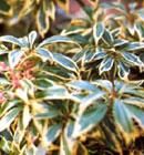 斑葉馬醉木 斑葉馬醉木