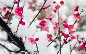 孤山香梅 孤山香梅