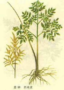 華東陽地蕨 華東陽地蕨