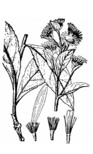 寬苞毛冠菊 寬苞毛冠菊