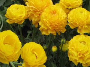 台灣毛茛 台灣毛茛