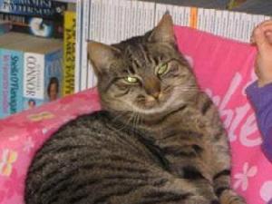 戀家貓咪 戀家貓咪