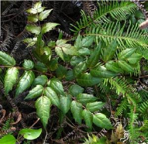 岩觀音草 岩觀音草