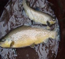 亞東鮭魚 亞東鮭魚