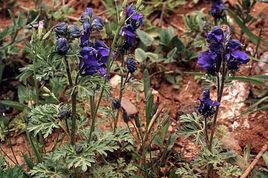 澤蘭[毛茛科烏頭屬植物]