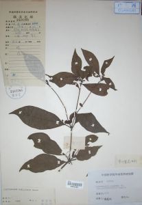 窄葉聚花海桐 窄葉聚花海桐