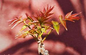 香椿自由 香椿自由