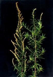 高山矮蒿 高山矮蒿