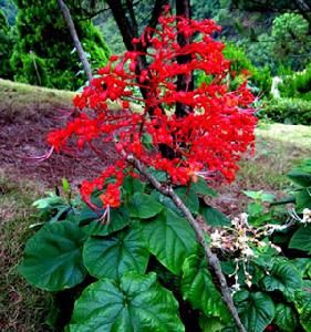 苞花臭牡丹 苞花臭牡丹