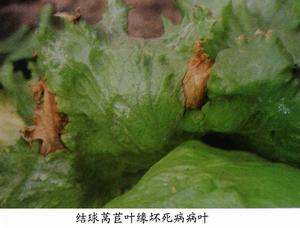萵苣葉緣壞死病 萵苣葉緣壞死病