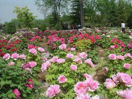 長春牡丹園 長春牡丹園