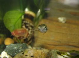 玻璃貓魚 玻璃貓魚