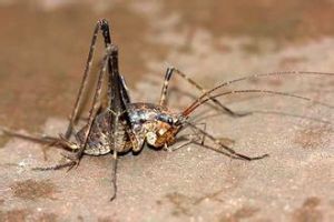 天台山昆蟲博物館