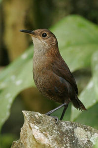 內氏鷦鷯 內氏鷦鷯