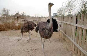 武威瀕危動物繁育研究中心 武威瀕危動物繁育研究中心