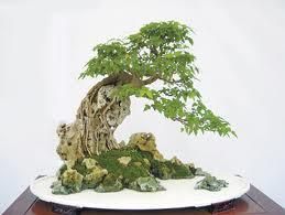 山石盆景 山石盆景