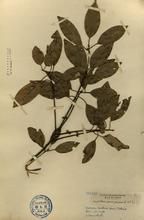 小芽新木姜子 小芽新木姜子