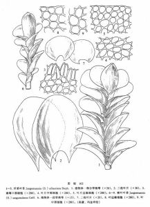 纖柔葉苔 纖柔葉苔