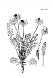 帚狀馬先蒿 帚狀馬先蒿