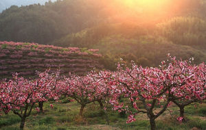 桃花山景區 桃花山景區
