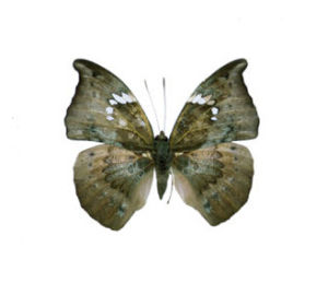 鷹翠蛺蝶 鷹翠蛺蝶